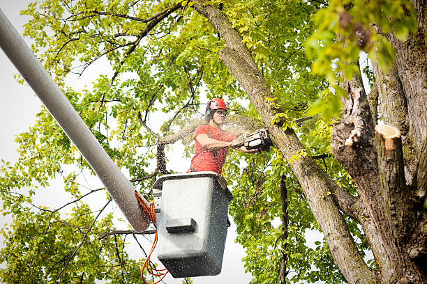 Residential Tree Removal in Nokesville, VA